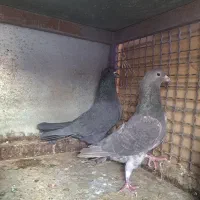 کبوتر|پرنده|اصفهان, خانه اصفهان|دیوار