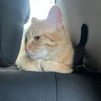 واگذاری بچه گربه نارنجی مهربون