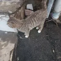 گربه رایگان.|گربه|کرمانشاه, |دیوار