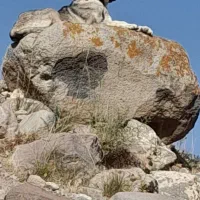 توله ماده سرابی