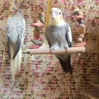 یک جفت عروس هلندی با مرغ عشق