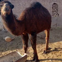 قیمت توافقی