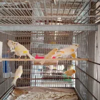 قناری نر وماده اماده جفت