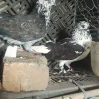 کبوترتهرانی|پرنده|خان ببین, |دیوار