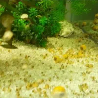 حلزون سیب آکواریوم