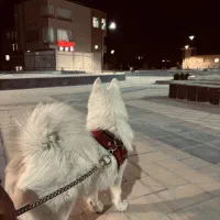 سامویید نر|سگ|رفسنجان, |دیوار