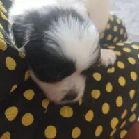 پودل کراس ۵۲ روزه