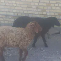 بره دجیجه بز گاوگوساله گوسفند آهو|حیوانات مزرعه|اهواز, بهارستان|دیوار