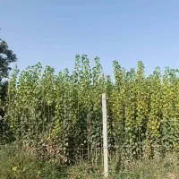 فروش انواع نهال زینتی و میوه دار و صنوبر و کبوده|خدمات باغبانی و درختکاری|اهواز, آسیاباد|دیوار