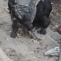 جوجه برهما