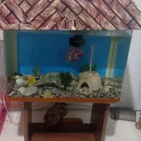 آکواریوم|ماهی|ماهدشت, |دیوار