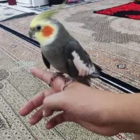 عروس هلندی  فنج  قفس