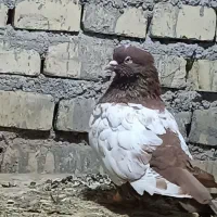 کبوتر|پرنده|حمیدیه, |دیوار