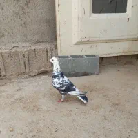 رسیدگی|پرنده|شیراز, تاچارا|دیوار