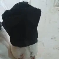 دمسیاه