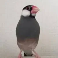 فنچ نرگسی سالم جفتی  800