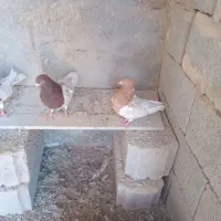 کبوتر کله ای|پرنده|گوگان, |دیوار