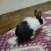 خرگوش بامزه|موش و خرگوش|قم, اسمعیل آباد|دیوار