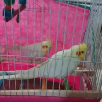 عروس هلندی