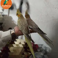 3 عدد عروس رام