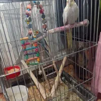 دوعدد عروس هلندی|پرنده|کهن آباد, |دیوار