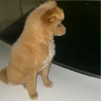 سگ خانگی شناسنامه دار