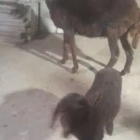 مار وبره