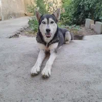 سگ هاسکی فروشی