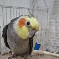 عروس هلندی نر|پرنده|آستارا, |دیوار