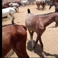 خرید وفروش اسب پالونی وبارکش به قیمت خوب