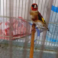 سهره چهارعدد|پرنده|ری, شهادت|دیوار