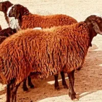 بره پرواری برای قربونی|حیوانات مزرعه|قزوین, |دیوار