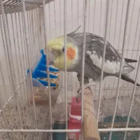 عروس هلندی سینامون|پرنده|شوش, |دیوار