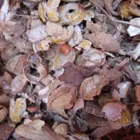 پوست بادام زمینی