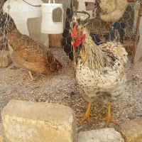 مرغ گلین و مرغ یا خروس گلپایگان ۲تاش۱۲۰۰