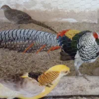 طاووس لیدی بالغ