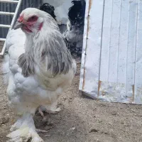 برهما نر و ماده