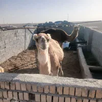 دوعدد شتر آرام شیری وپلوار  با بله بان همراه