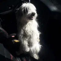 شیتزو خوشگل|سگ|اردبیل, |دیوار