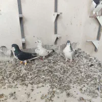 کفتر شهری خوب