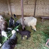 فروش میش گوسفند