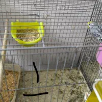 دو جفت مرغ عشق مولد  همراه با تخم