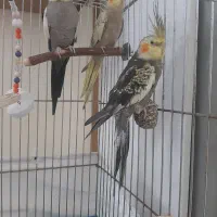 سه عدد عروس هلندی دوتاش نره ی‌کیش ماده