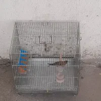 گلبسر جوجه با قفس آرمان