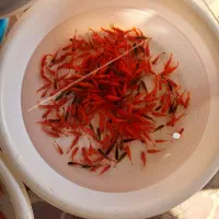 ماهی‌قرمز‌شب‌عید|ماهی|اردبیل, |دیوار