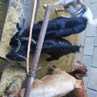 فروش یک کهر نر چاق فوری