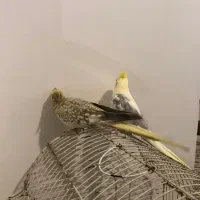 طوطی عروس|پرنده|رشت, سلیمانداراب|دیوار