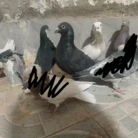 کفتر|پرنده|نصر آباد, |دیوار