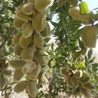 پیش فروش نهال بادام و گردو ژنوتیپ برتر  آغاز شد