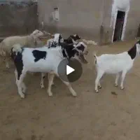 فروش دو عدد بز و سابرین نژدی و ورن|حیوانات مزرعه|نورآباد, |دیوار